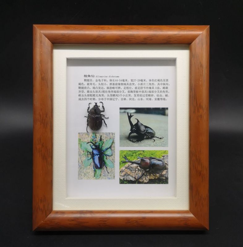 獨角仙