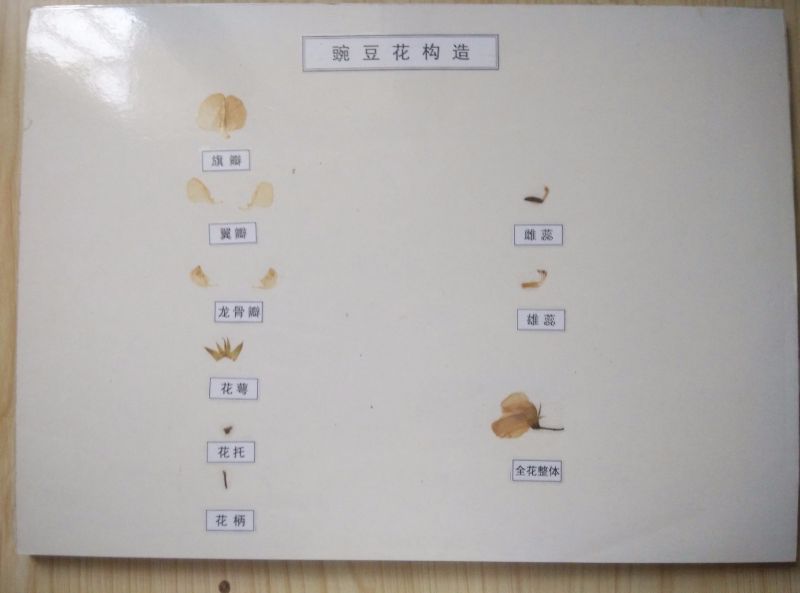 豌豆花的構造