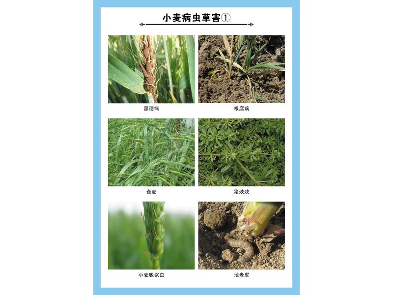 小麥病蟲草害①