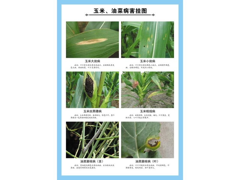 玉米、油菜病害掛圖