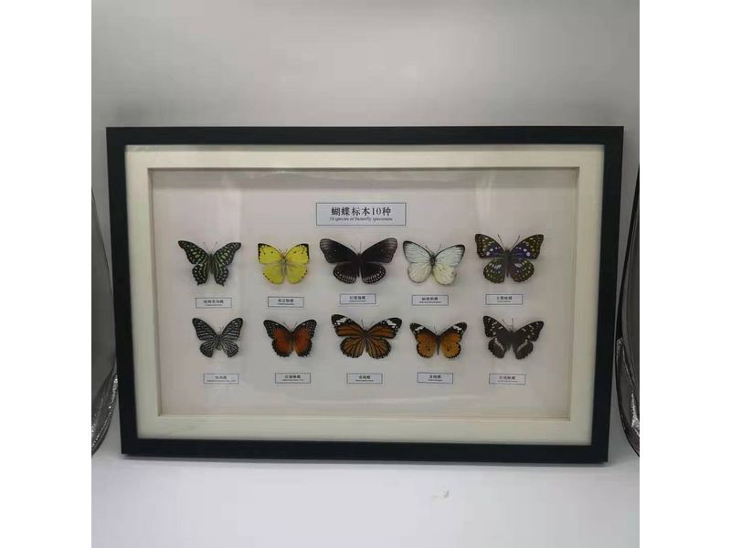 蝴蝶標本