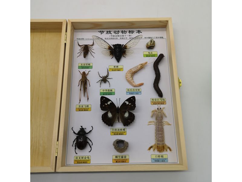 節(jié)肢動物標本
